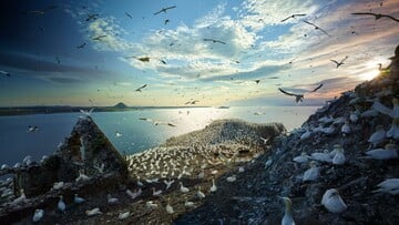 Το συγκινητικό ταξίδι των αποδημητικών πουλιών της Γης