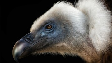 Οι καλύτερες εικόνες του διαγωνισμού Bird Photographer of the Year 2018