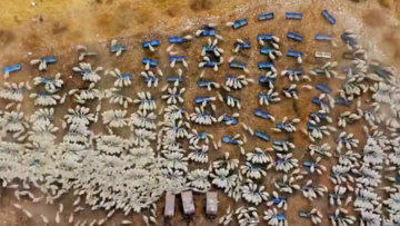 Ένας φωτογράφος καταγράφει με το drone του την ακούσια χορογραφία ενός κοπαδιού