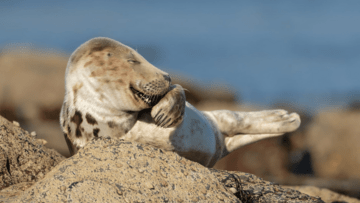 Comedy Wildlife Photography Awards: Όταν η φύση έχει κέφια