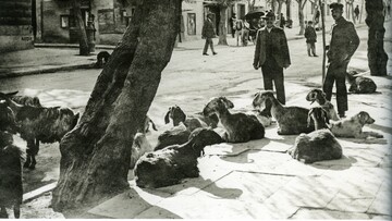 Σπάνιες φωτογραφίες από την Αθήνα των αρχών του 20ού αιώνα 
