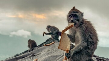 Urban Wildlife Photography Awards 2022: Φωτογραφίες άγριας ζωής μέσα στα τείχη των πόλεων