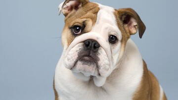 Πώς η ακραία αναπαραγωγή αφήνει τα Pugs και τα Bulldogs χωρίς ανάσα