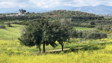 Το μυκηναϊκό νεκροταφείο των Δενδρών