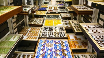 Μέσα στην μεγαλειώδη συλλογή δειγμάτων του Smithsonian