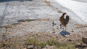 Το καλοκαίρι του Σπύρου Στάβερη (25)