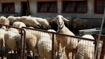 Ένα αγρόκτημα μέσα στην Αθήνα