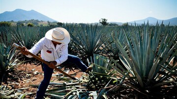 mezcal