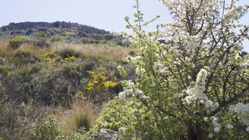 Η ακρόπολη της αρχαίας Μιδέας