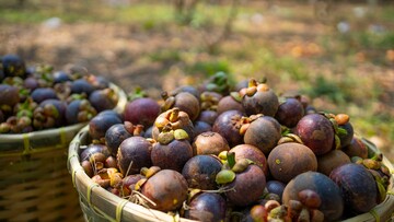 Mangosteen: Tο viral φρούτο του Tik Tok 