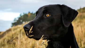 Ένα ξεχωριστό τσοπανόσκυλο σε μια φάρμα της Μαγιόρκα