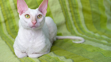 Γνωριμία με τις τρυφερές και ανεξάρτητες Cornish Rex