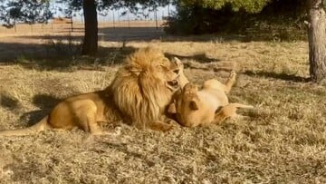 Δυο ερωτευμένα λιοντάρια βγαίνουν για πρώτη φορά από το κλουβί τους