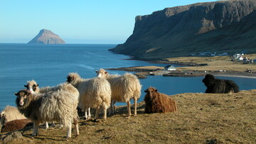 Ο Πυθέας ο Μασσαλιώτης, τα Νησιά Φερόε και η προβατίνα