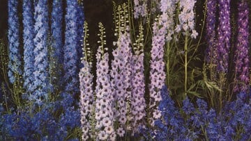 Θέλω να δεις τα λουλούδια όπως τα βλέπω εγώ 