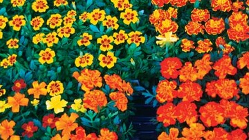 Oh! My garden!