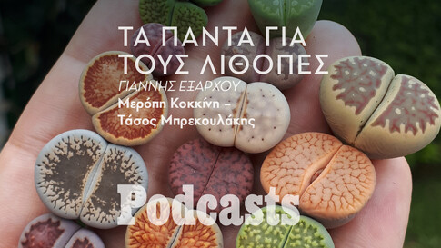 ΠΑΡΑΣΚΕΥΗ 25/03- ΕΧΕΙ ΠΡΟΓΡΑΜΜΑΣΤΕΙ-Λίθοπες: Όλα όσα πρέπει να ξέρετε για να κρατήσετε ζωντανά αυτά τα «πέτρινα» φυτά 