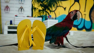 Ταξιδέψαμε στη "Βραζιλία" με τη νέα συλλογή Havaianas