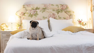 Luxury Studios and Apartments Gatto Perso
