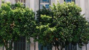 Νεραντζιές: Γιατί κινδυνεύει το δέντρο-μνημείο της Αθήνας;