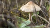 ΘΑΝΑΤΗΦΟΡΑ ΜΑΝΙΤΑΡΙΑ ΚΑΛΙΦΟΡΝΙΑ DEATH CAP