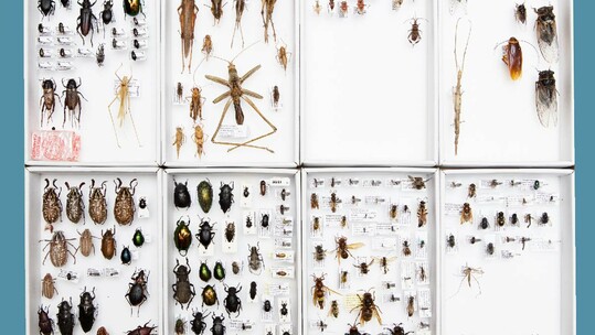 FFF5: Robert Zhao Renhui, The Nature Museum