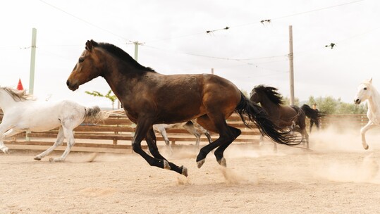 Φάρμα Άμπελος Βοχαϊκού: Απόδραση στη φύση για όλη την οικογένεια, μια ανάσα από την Αθήνα