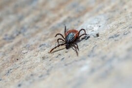 Αιμορραγικός πυρετός Κριμαίας-Κονγκό: Τι είναι και ποιες οι συστάσεις του ΕΟΔΥ