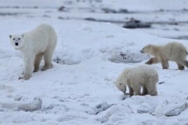 ΠΟΛΙΚΗ ΑΡΚΟΥΔΑ ΥΙΟΘΕΣΙΑ ΑΡΚΟΥΔΑΚΙ