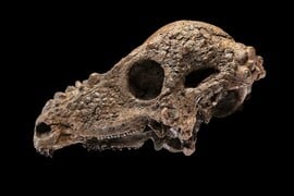 ΔΕΙΝΟΣΑΥΡΟΣ ΟΥΑΣΙΝΓΚΤΟΝ