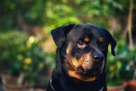 ΜΕΛΕΤΗ ΣΚΥΛΟΤΡΟΦΗ