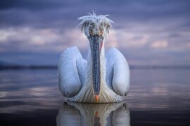 ΑΡΓΥΡΟΠΕΛΕΚΑΝΟΣ ΚΕΡΚΙΝΗ NATIONAL GEOGRAPHIC