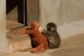 ΠΙΘΗΚΟΣ PUNCH ΖΩΟΛΟΓΙΚΟΣ ΚΗΠΟΣ ΙΑΠΩΝΙΑ