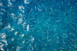 ΑΓΓΛΙΑ ΨΑΡΙΑ ΥΠΕΡΑΛΊΕΥΣΗ ΑΚΤΙΒΙΣΤΕΣ