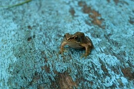 ΠΟΛΩΝΙΑ ΒΑΤΡΑΧΟΙ