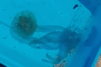 Χαλκιδική: Tοξικές μέδουσες στη θάλασσα - Είχαν να εμφανιστούν 40 χρόνια