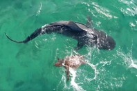 Χελώνα παλεύει και νικά καρχαρία τίγρη στη δυτική Αυστραλία- Πλάνα από drone