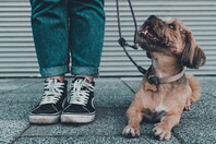 Τι ηλικία έχει ο σκύλος σε ανθρώπινα χρόνια; Επιστήμονες βρήκαν τον ακριβή τρόπο υπολογισμού