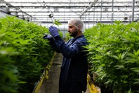 Φαρμακευτική κάνναβη: Η μεγαλύτερη μελέτη μέχρι σήμερα αναδεικνύει τις θεραπευτικές της δυνατότητες στον καρκίνο