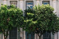 Νεραντζιές: Γιατί κινδυνεύει το δέντρο-μνημείο της Αθήνας;