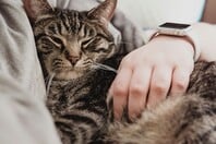 DNA σε κατοικίδια: Τι ισχύει τελικά, πόσο είναι το πρόστιμο