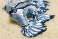 Glaucus Atlanticus: Συναγερμός για τον δηλητηριώδη γαλάζιο «δράκο» της Μεσογείου - Κλείνει παραλίες η Ισπανία