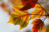 Καλλιάνος: «Αναμένεται ήπιος καιρός ως τις αρχές Νοέμβρη»