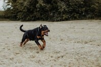 ΡΟΤΒΑΙΛΕΡ ΕΠΙΘΕΣΗ