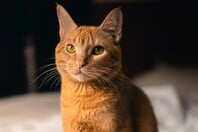 ΓΑΛΛΙΑ ΓΑΤΑ