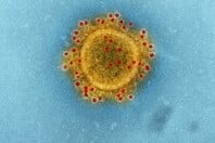 ΓΡΙΠΗ ΠΤΗΝΩΝ COVID