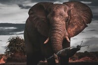 ΠΟΡΤΟΓΑΛΙΑ ΕΛΕΦΑΝΤΑΣ