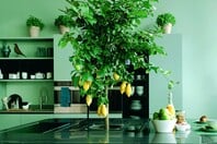 Matcha Mania: Το τσάι που έγινε… απόχρωση