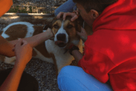 Η Purina δίπλα στα αδέσποτα της Dogs’ Voice για την Παγκόσμια Ημέρα Εθελοντισμού