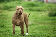 ΝΕΚΡΟ ΠΑΙΔΙ ΖΑΚΥΝΘΟΣ ΕΠΙΘΕΣΗ ΣΚΥΛΟΥ